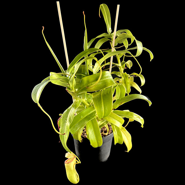 Nepenthes ventricosa x maxima