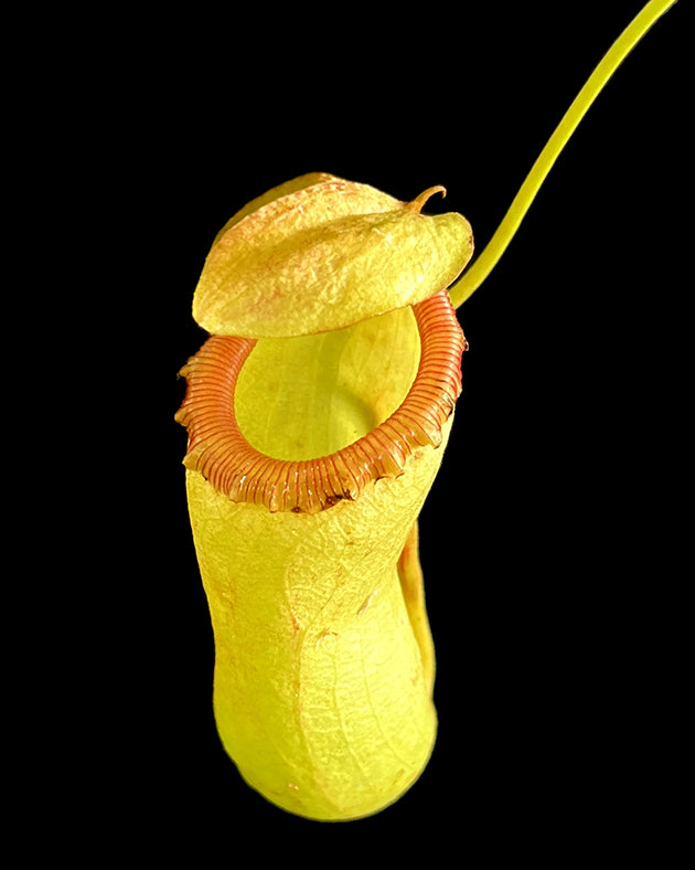 Nepenthes ventricosa x maxima