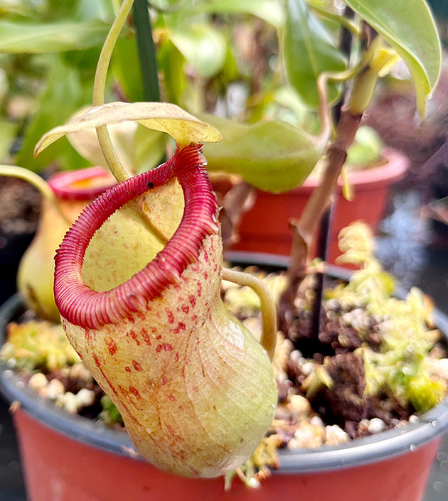 Nepenthes ventricosa x maxima