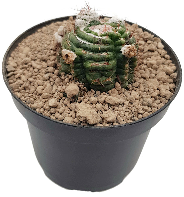 Notocactus uebelmannianus monstrosus - Kaktus