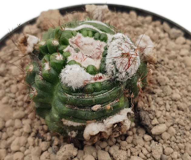 Notocactus uebelmannianus monstrosus - Kaktus