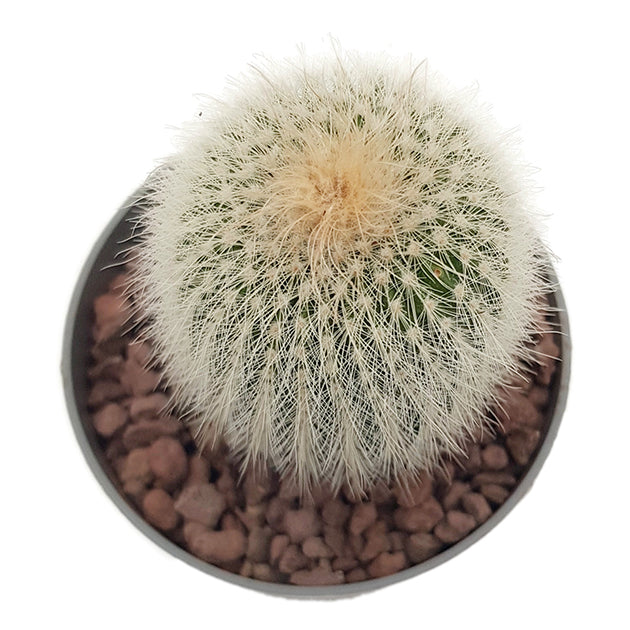 Notocactus scopa albispinus - strahlend weißer Kaktus