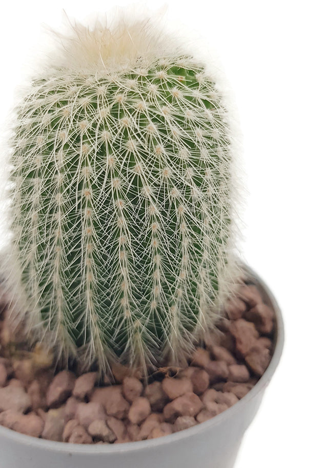 Notocactus scopa albispinus - strahlend weißer Kaktus