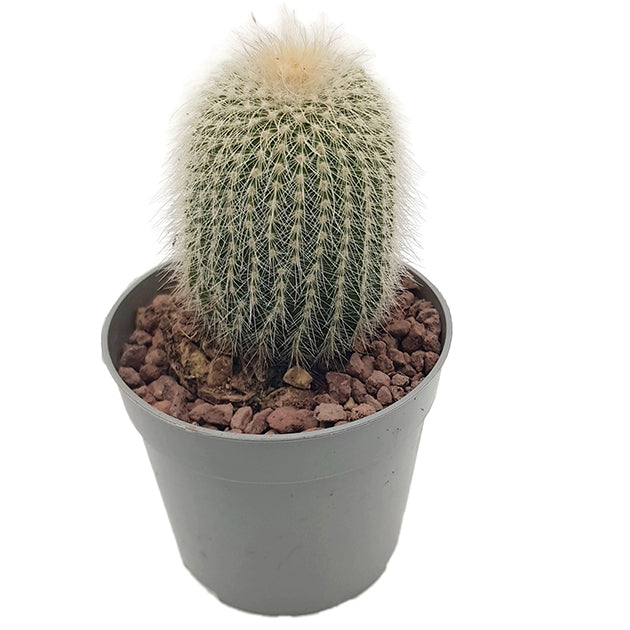 Notocactus scopa albispinus - strahlend weißer Kaktus