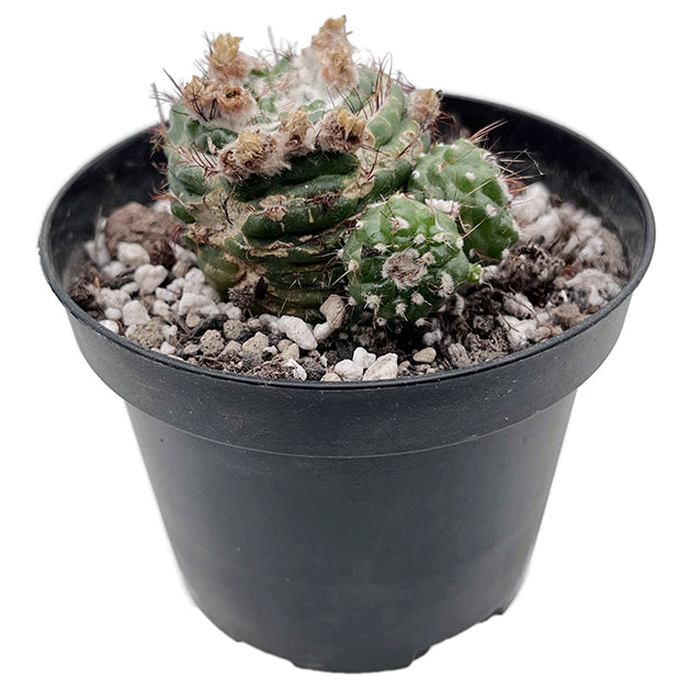 Notocactus werdermannianus monstrosus - Kaktus