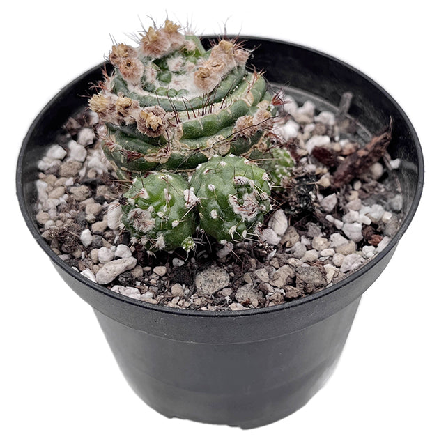 Notocactus werdermannianus monstrosus - Kaktus