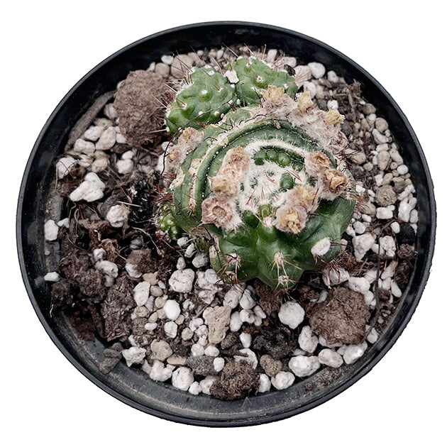 Notocactus werdermannianus monstrosus - Kaktus