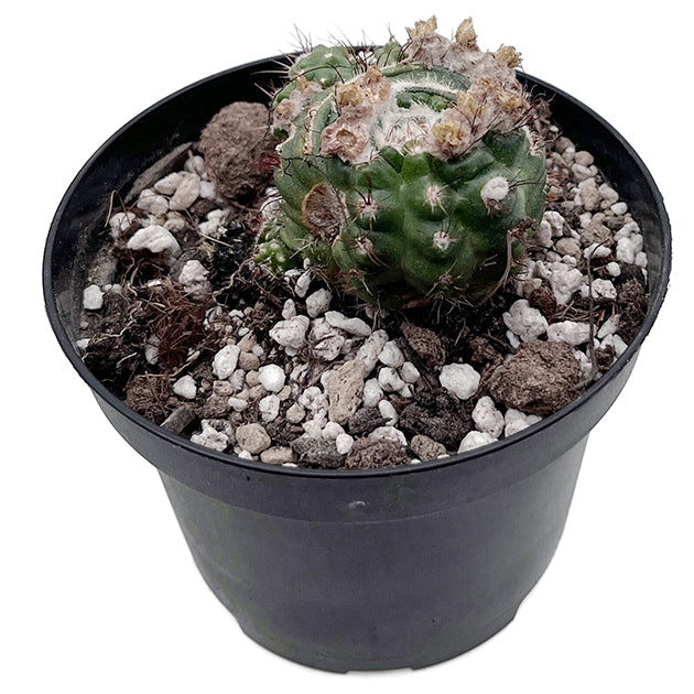 Notocactus werdermannianus monstrosus - Kaktus