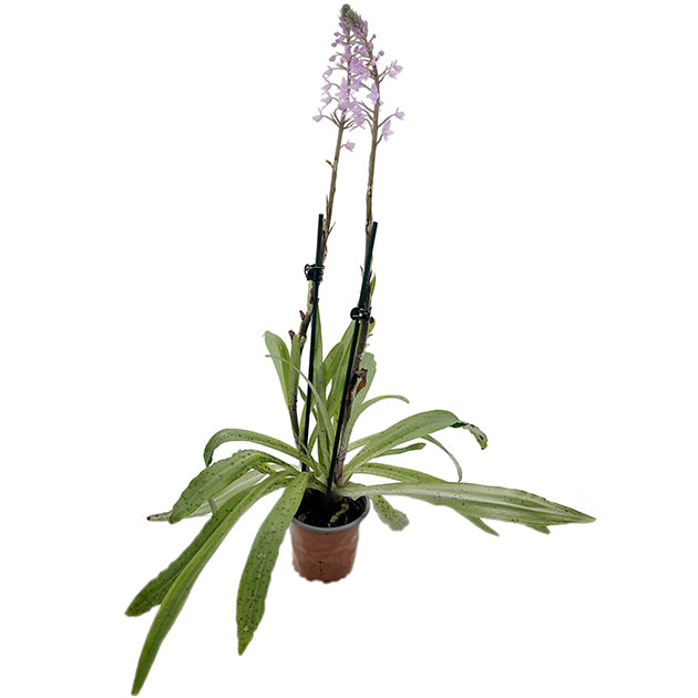 Stenoglottis longifolia - Orchidee