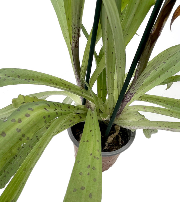 Stenoglottis longifolia - Orchidee