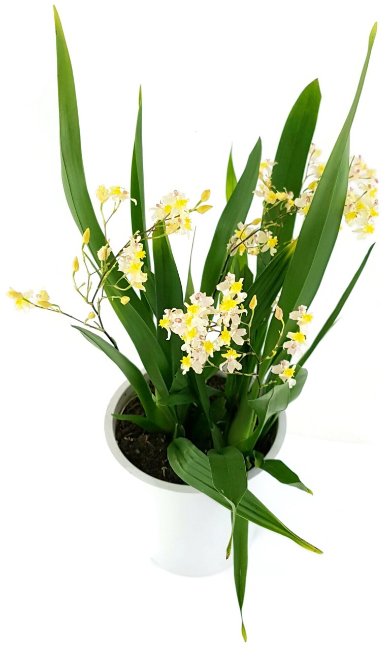 Oncidium "Tiny Twinkle" - elegante Duftorchidee