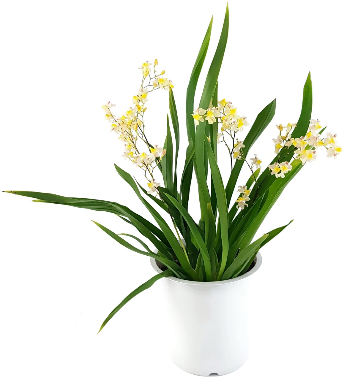 Oncidium "Tiny Twinkle" - elegante Duftorchidee