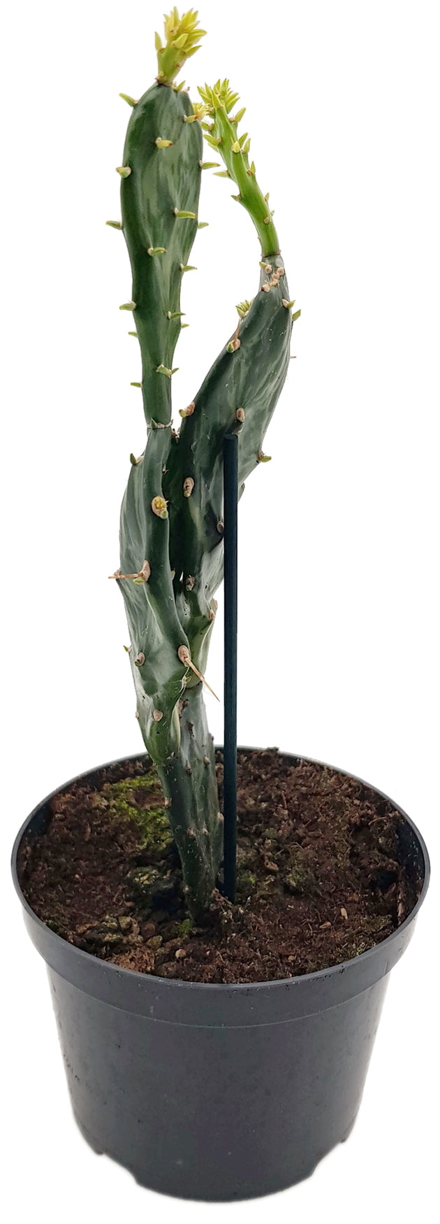 Opuntia Jamaicensis "Ghost" - panaschierter Gliederkaktus