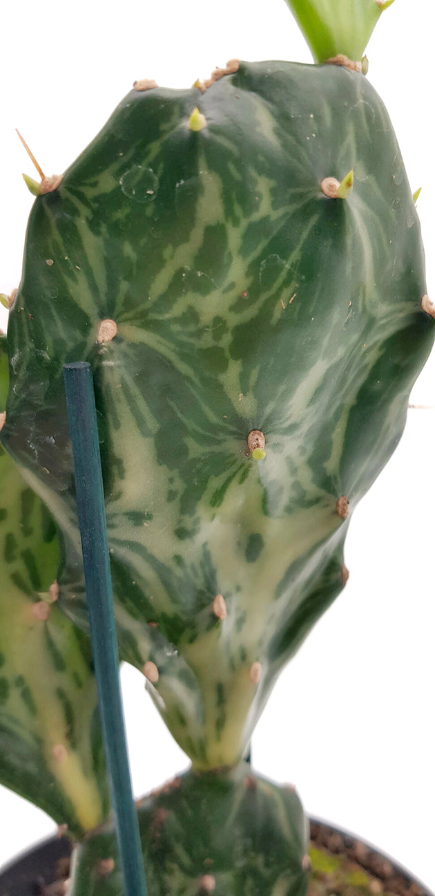 Opuntia Jamaicensis "Ghost" - panaschierter Gliederkaktus