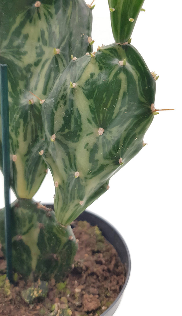 Opuntia Jamaicensis "Ghost" - panaschierter Gliederkaktus