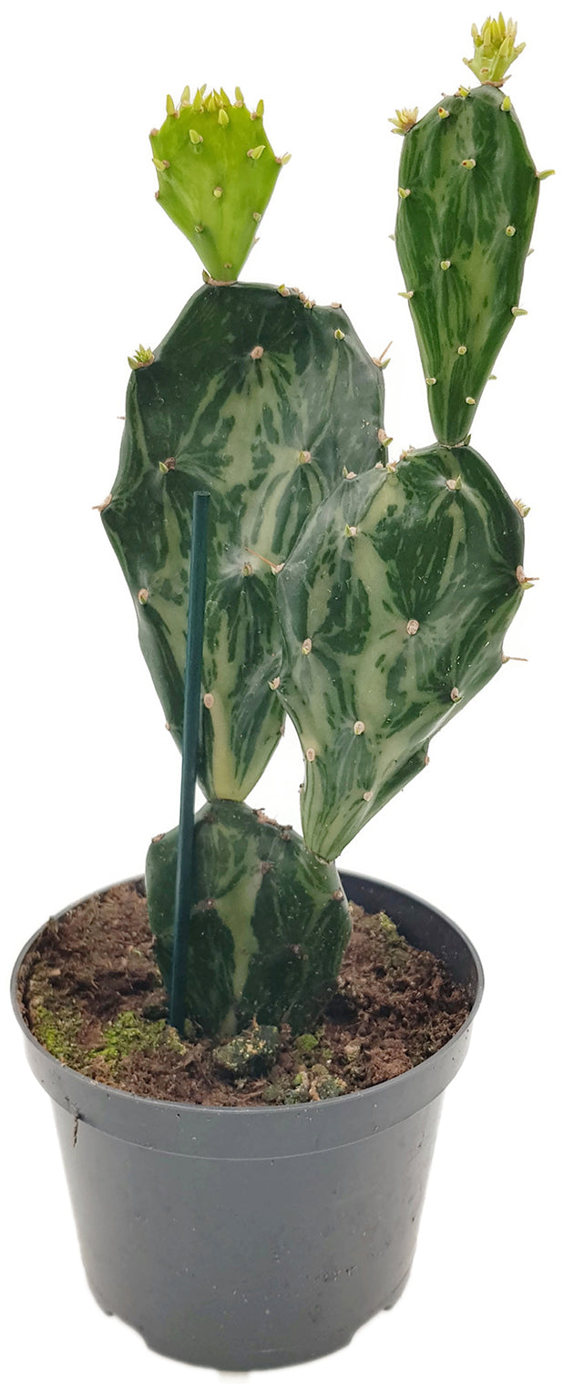 Opuntia Jamaicensis "Ghost" - panaschierter Gliederkaktus