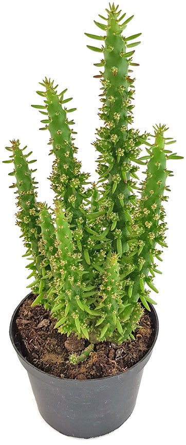 Opuntia subulata - exotischer Kaktus