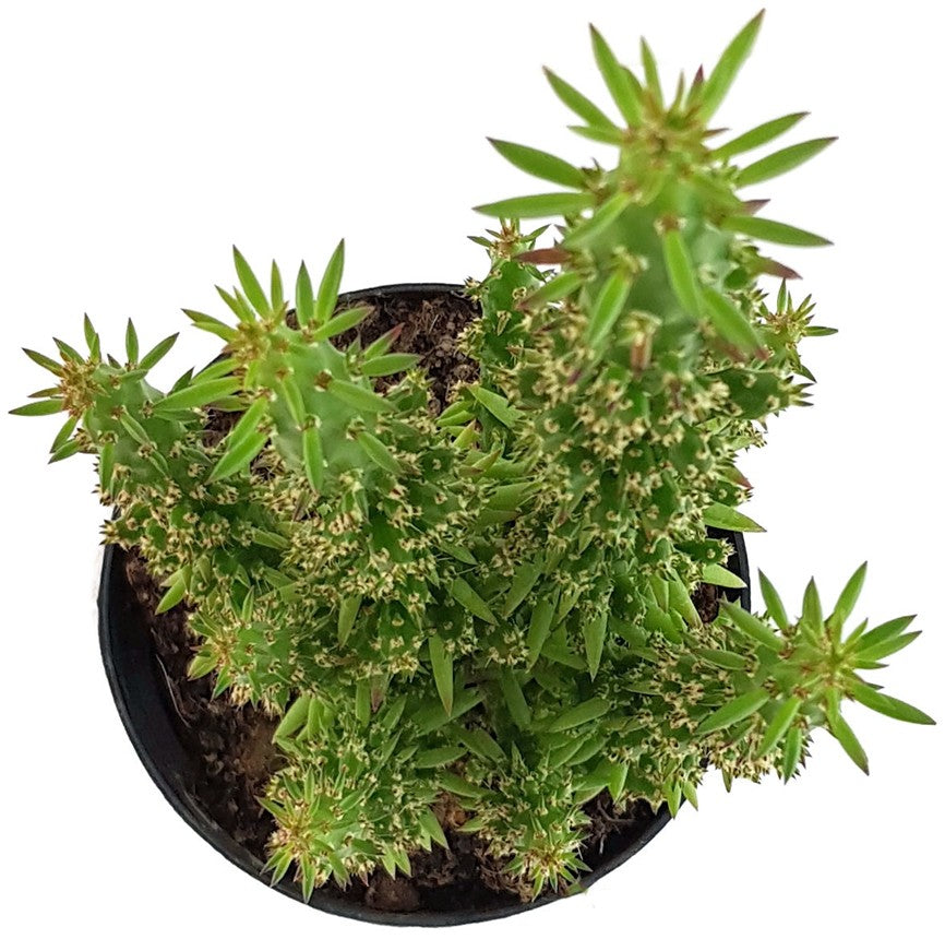 Opuntia subulata - exotischer Kaktus