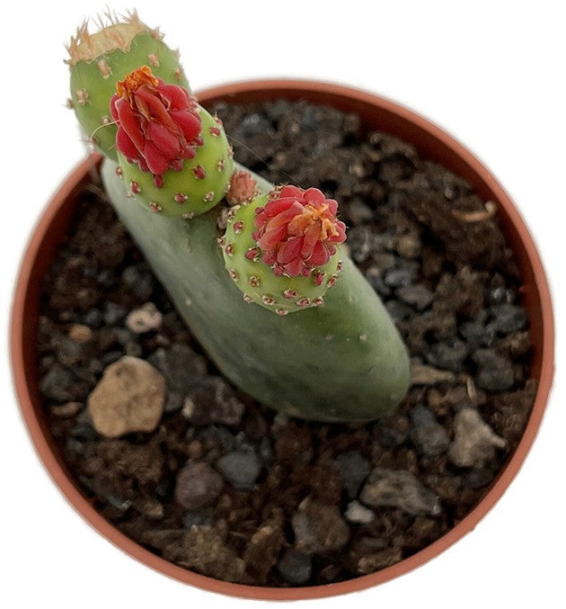 Opuntia inamoena - Feigenkaktus