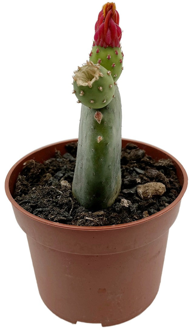 Opuntia inamoena - Feigenkaktus
