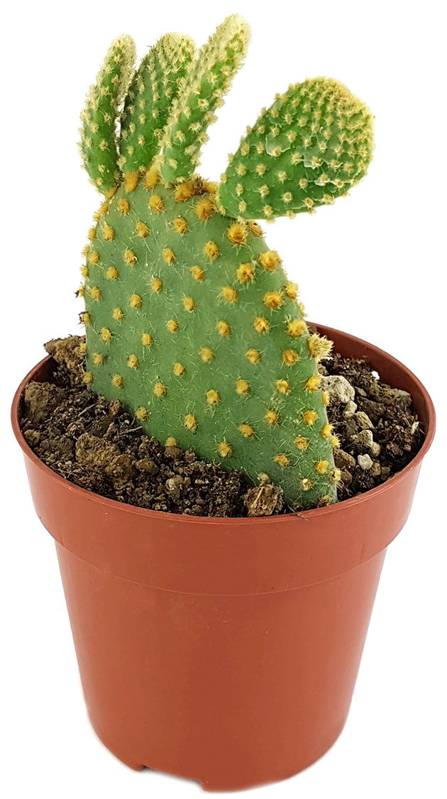 Opuntia microdasys - Gliederkaktus