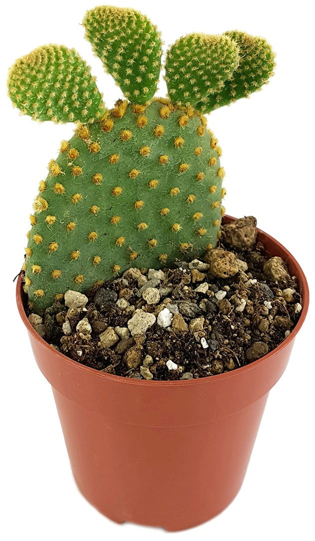 Opuntia microdasys - Gliederkaktus