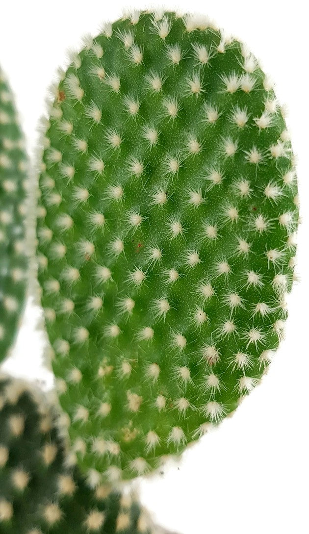 Opuntia microdasys albata - Gliederkaktus
