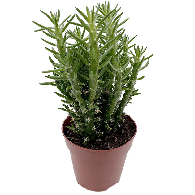 Opuntia subulata - exotischer Kaktus