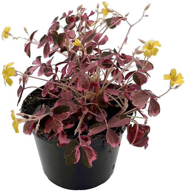 Oxalis vulcanicola "Pink" - Pinky Klee