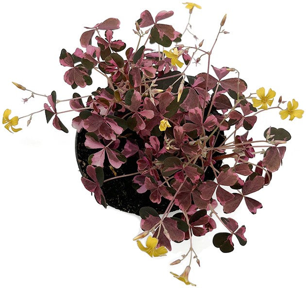 Oxalis vulcanicola "Pink" - Pinky Klee