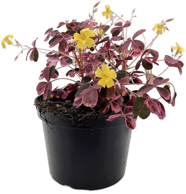 Oxalis vulcanicola "Pink" - Pinky Klee