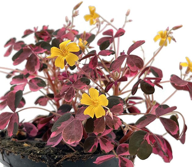 Oxalis vulcanicola "Pink" - Pinky Klee
