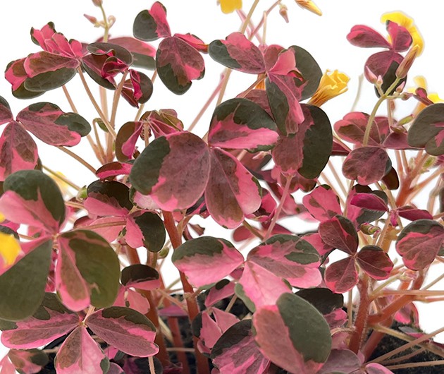 Oxalis vulcanicola "Pink" - Pinky Klee