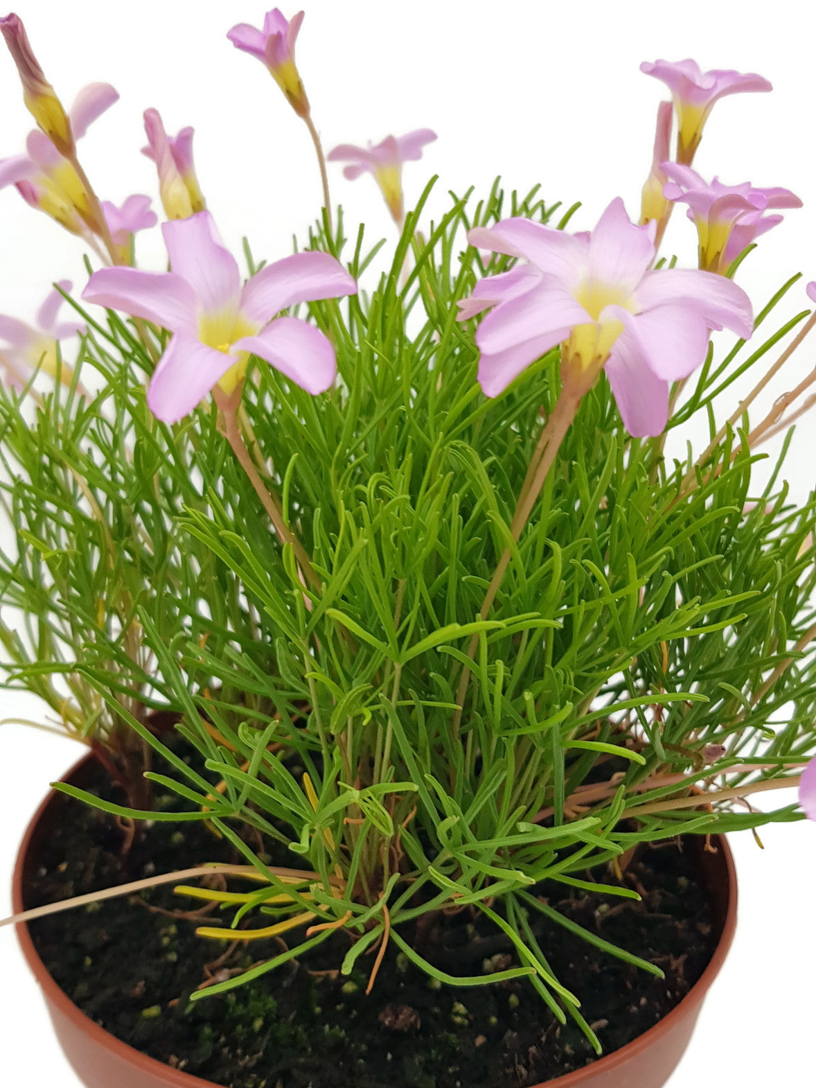 Oxalis "Pink Spider" - exotischer Klee