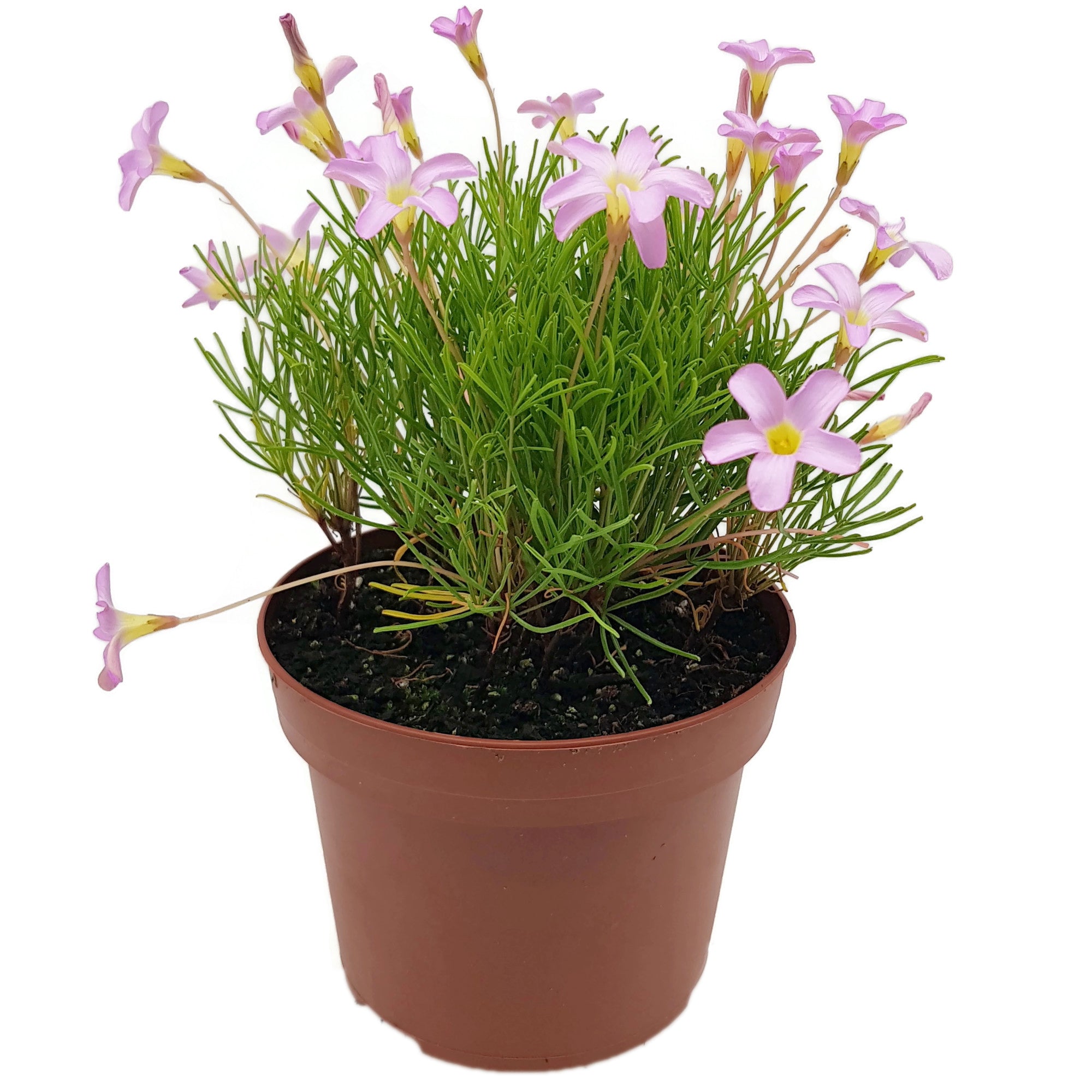 Oxalis "Pink Spider" - exotischer Klee