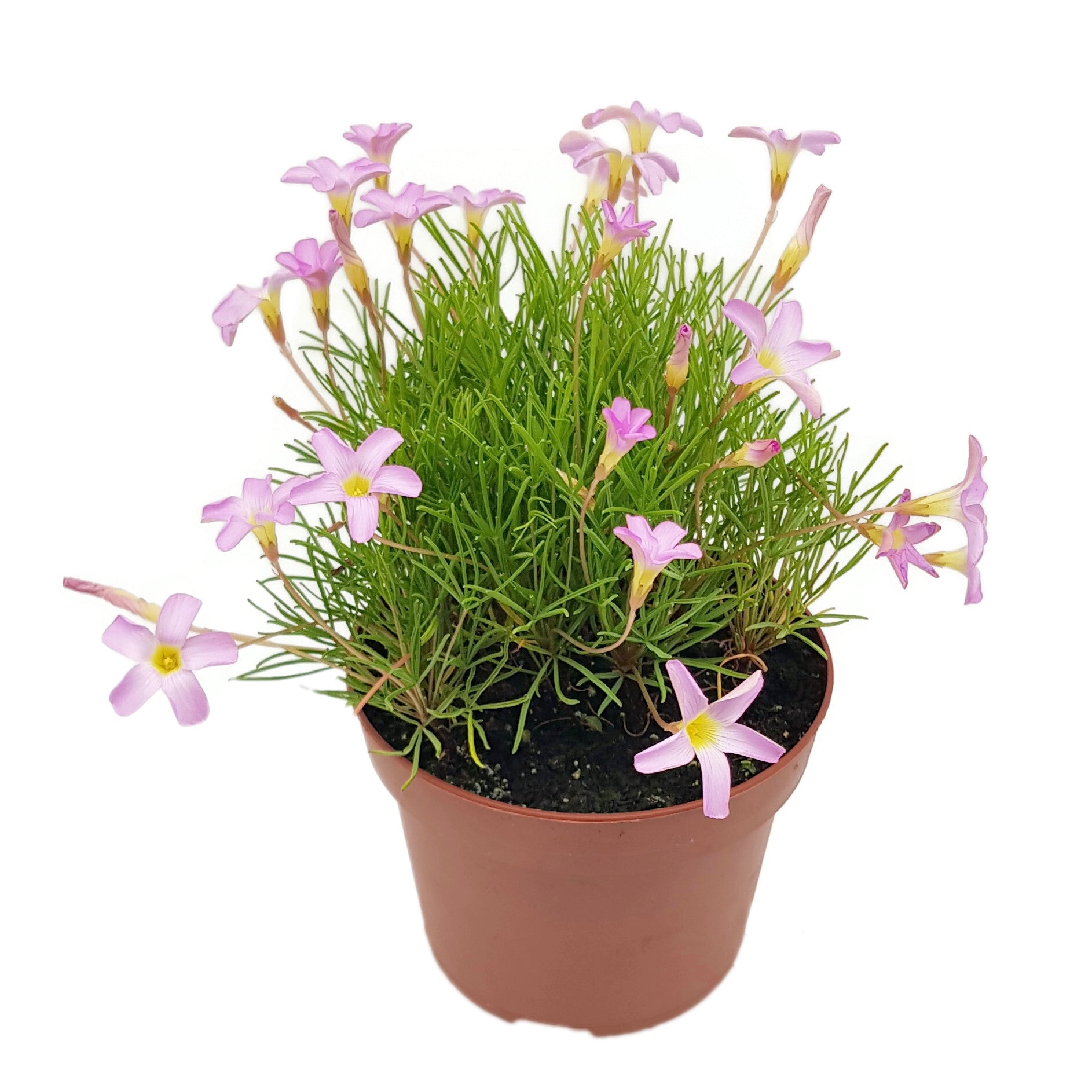 Oxalis "Pink Spider" - exotischer Klee