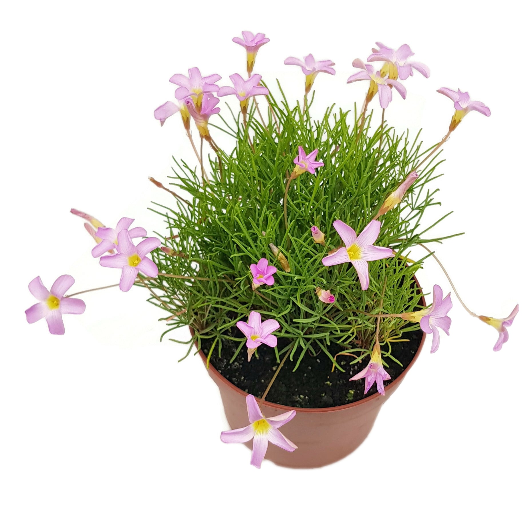 Oxalis "Pink Spider" - exotischer Klee