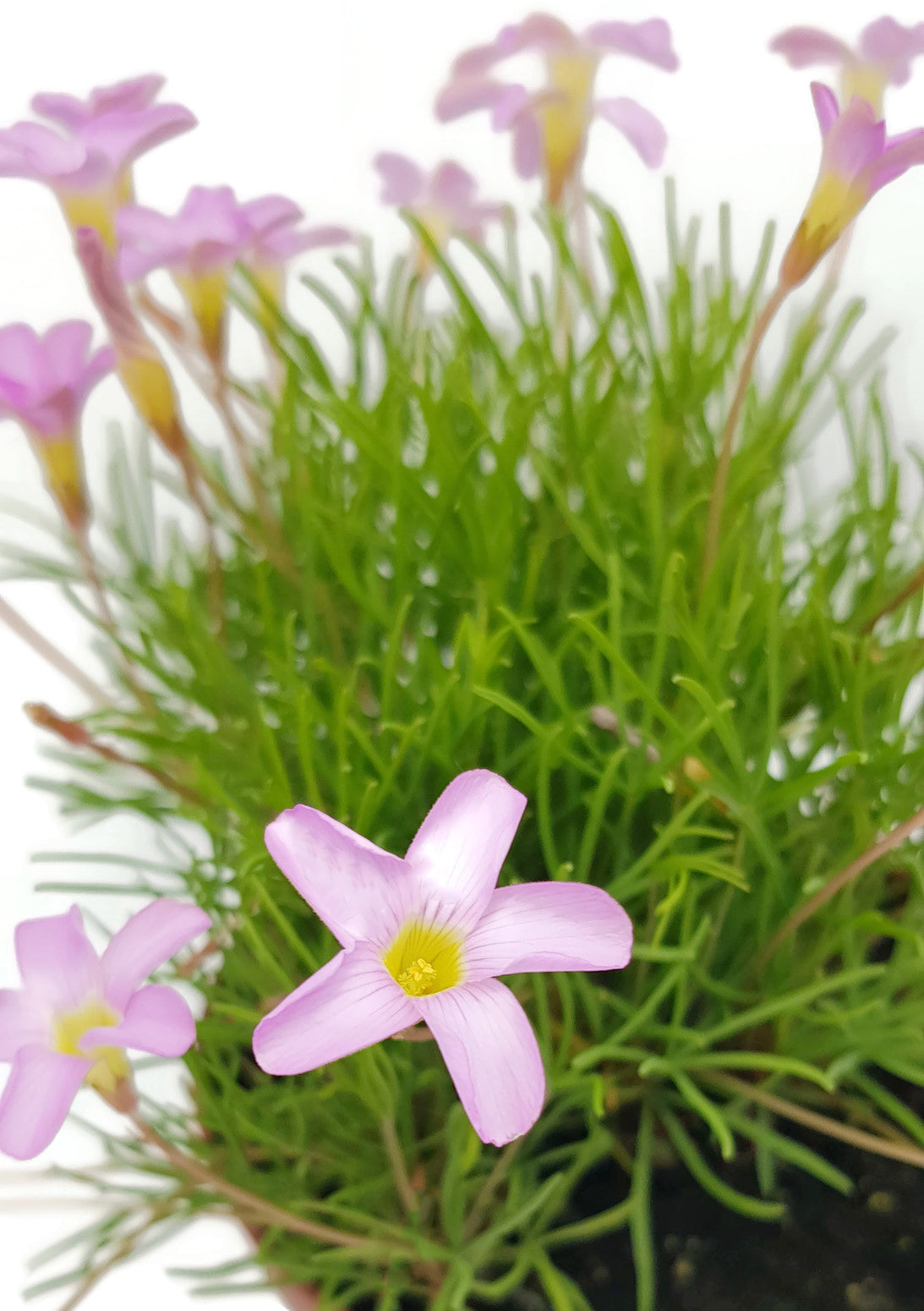 Oxalis "Pink Spider" - exotischer Klee
