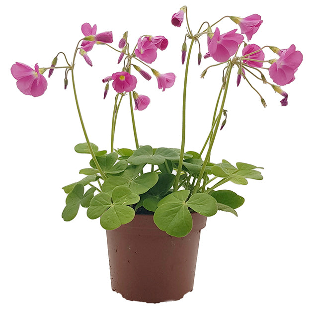 Oxalis bowiei "Amarantha" - Sauerklee