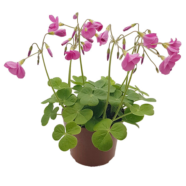Oxalis bowiei "Amarantha" - Sauerklee