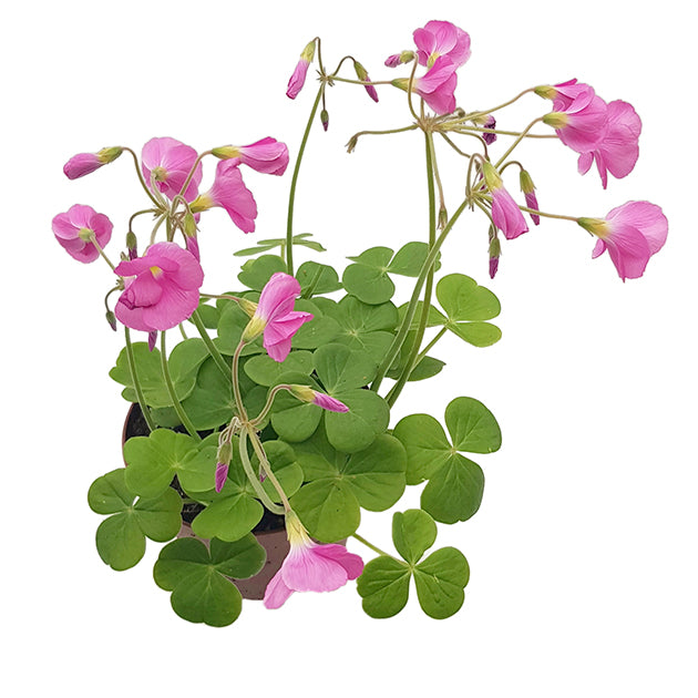 Oxalis bowiei "Amarantha" - Sauerklee