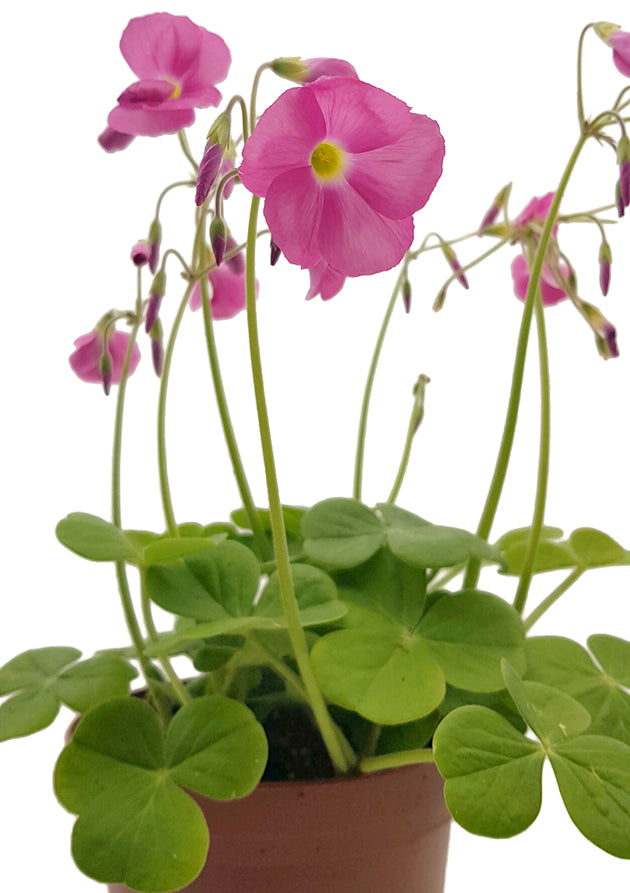 Oxalis bowiei "Amarantha" - Sauerklee