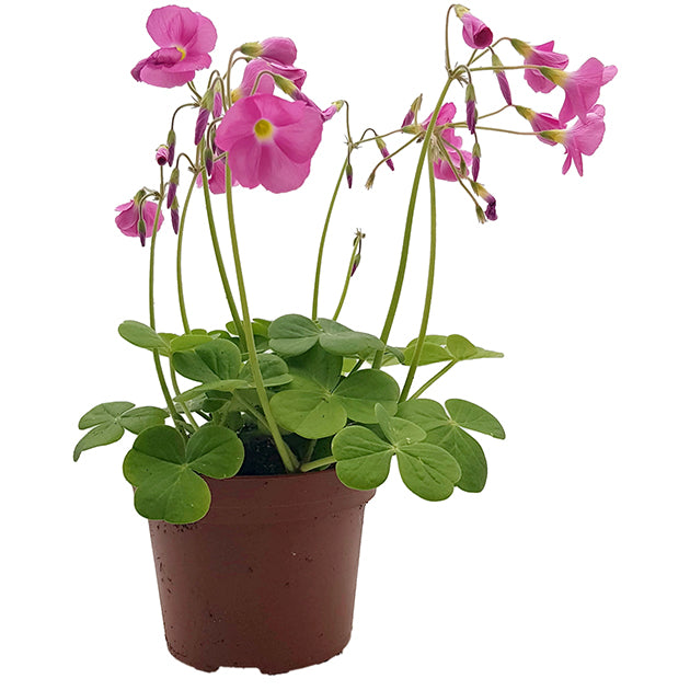 Oxalis bowiei "Amarantha" - Sauerklee