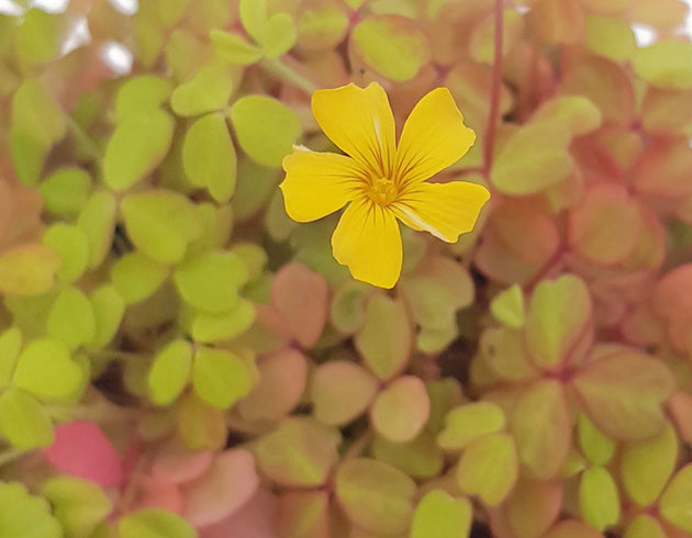 Oxalis vulcanicola "Sunset Velvet" - gelb, oranger Klee