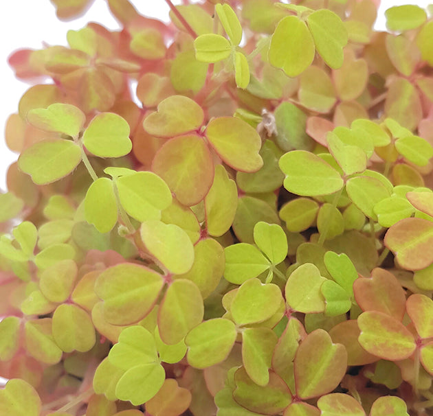 Oxalis vulcanicola "Sunset Velvet" - gelb, oranger Klee