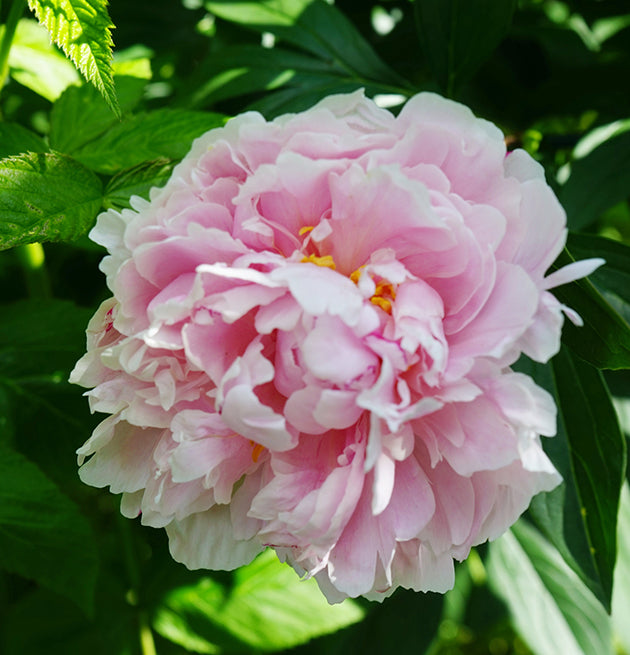 Paeonia lactiflora ‘Sarah Bernhardt’ - gefüllte Pfingstrose