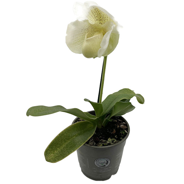 Paphiopedilum "Mrs. White" - weiße Frauenschuhorchidee