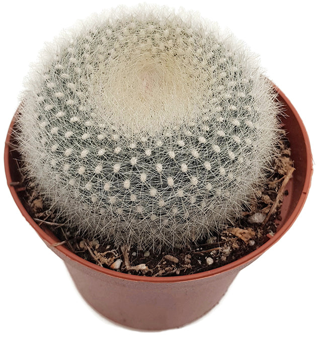 Parodia haselbergii - Kaktus