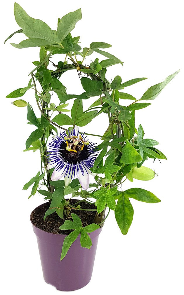 Passiflora "Damsels Delight" - große Passionsblume