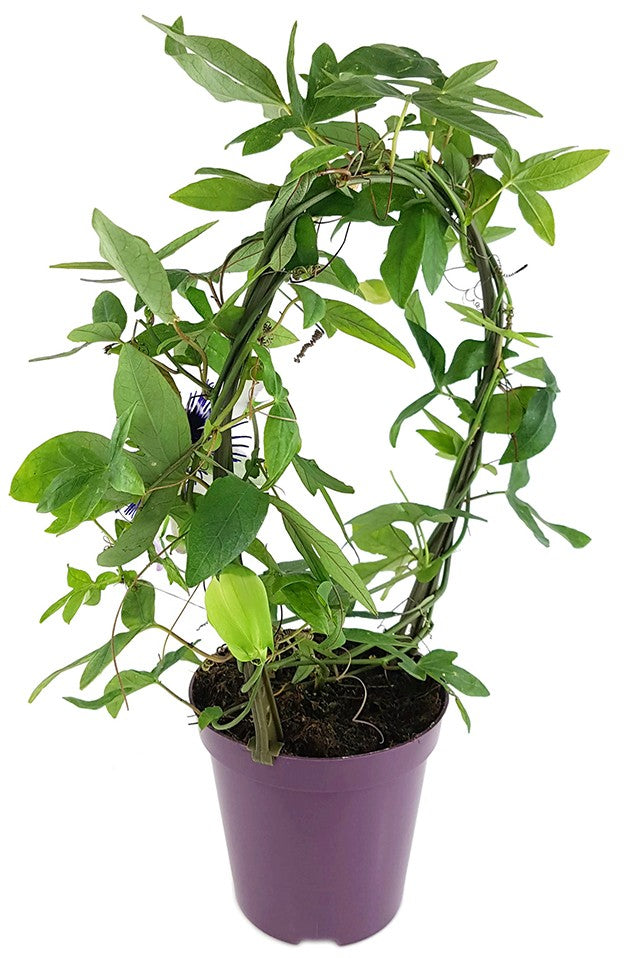 Passiflora "Damsels Delight" - große Passionsblume